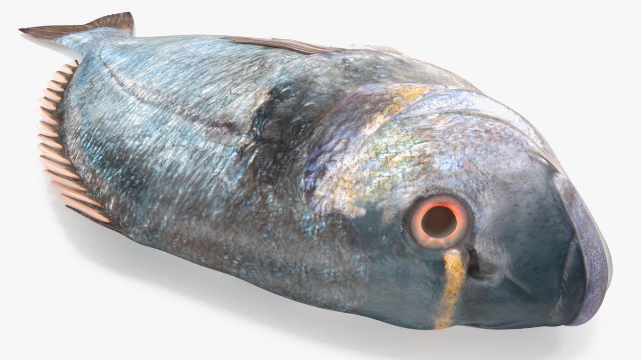 3D Caught Gilt Head Bream Fish Lying model