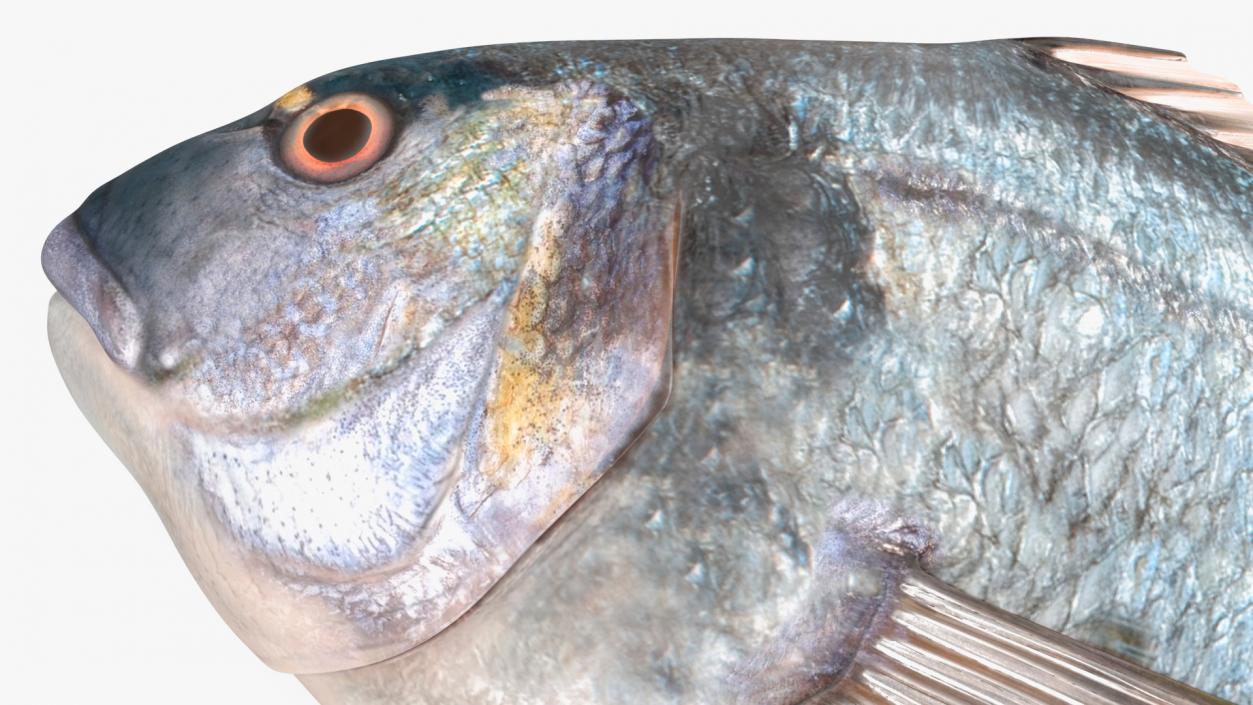 3D Caught Gilt Head Bream Fish Lying model