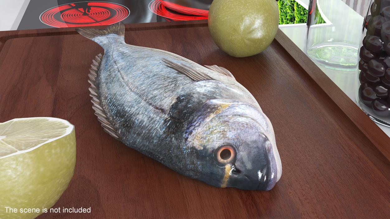 3D Caught Gilt Head Bream Fish Lying model