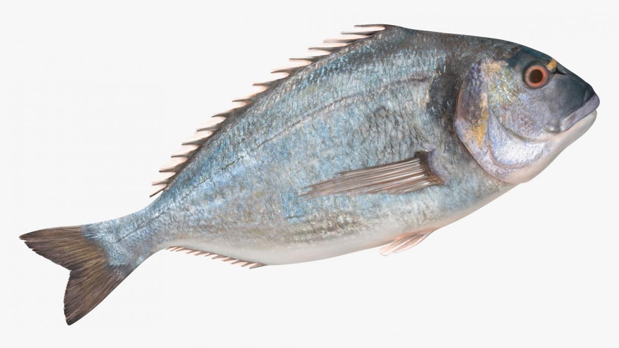 3D Caught Gilt Head Bream Fish Lying model