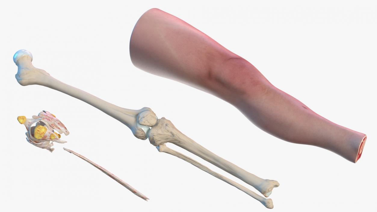 Human Knee Joint Anatomy 3D model