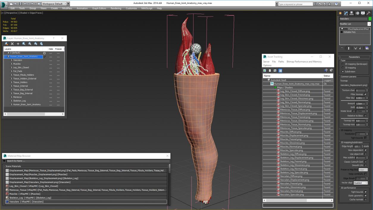 Human Knee Joint Anatomy 3D model