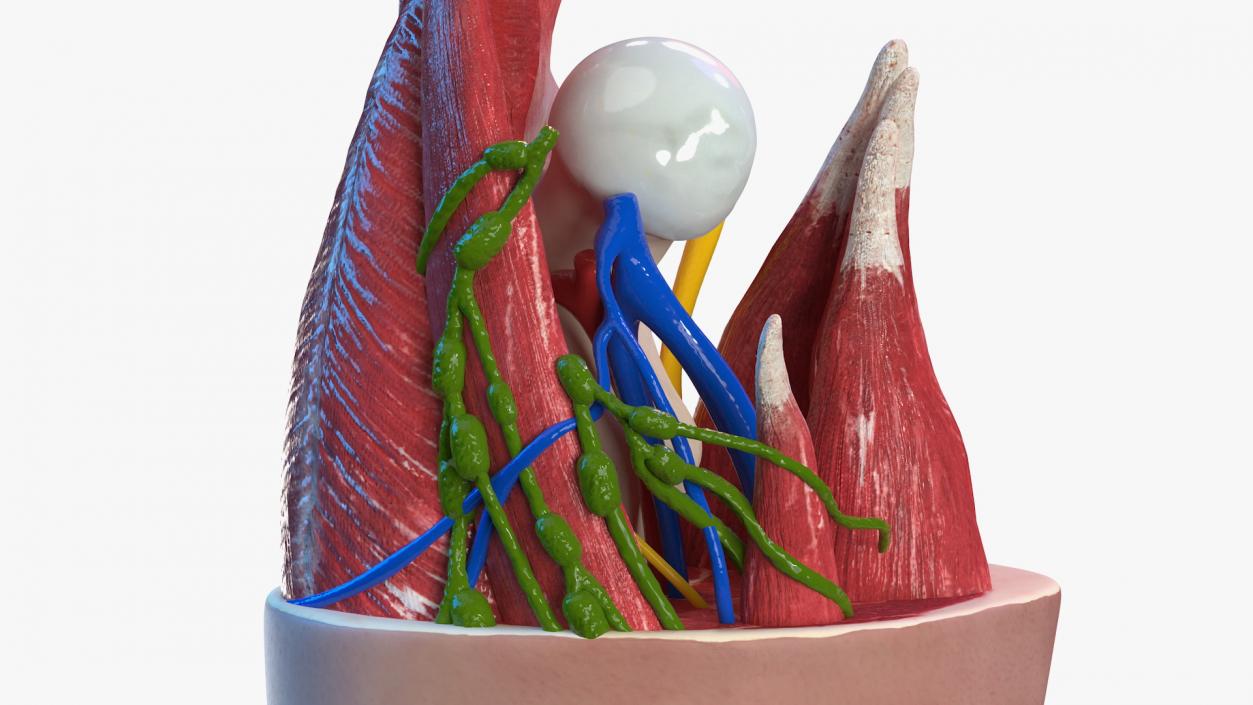 Human Knee Joint Anatomy 3D model