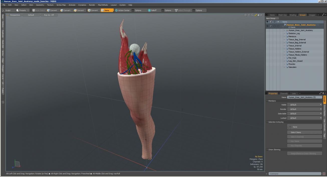 Human Knee Joint Anatomy 3D model