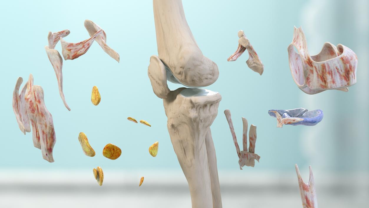 Human Knee Joint Anatomy 3D model