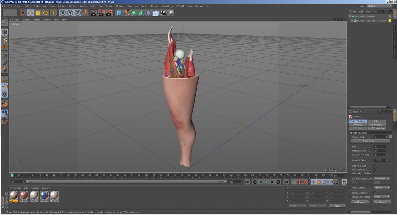 Human Knee Joint Anatomy 3D model