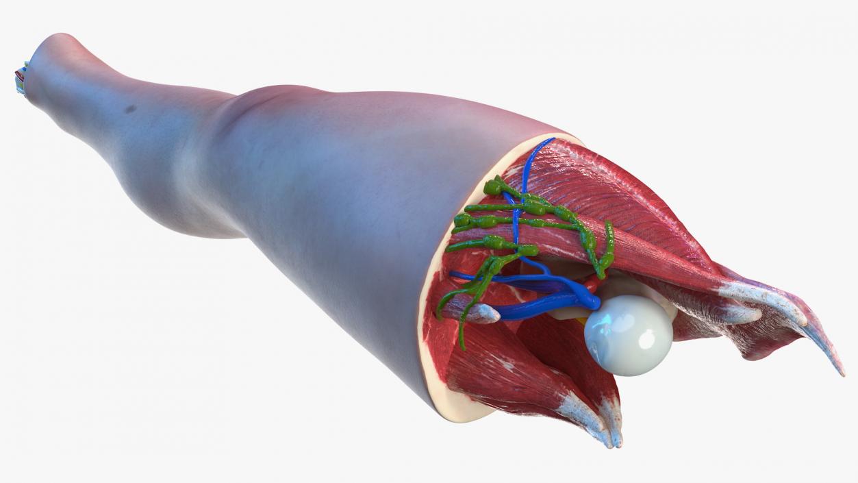 Human Knee Joint Anatomy 3D model