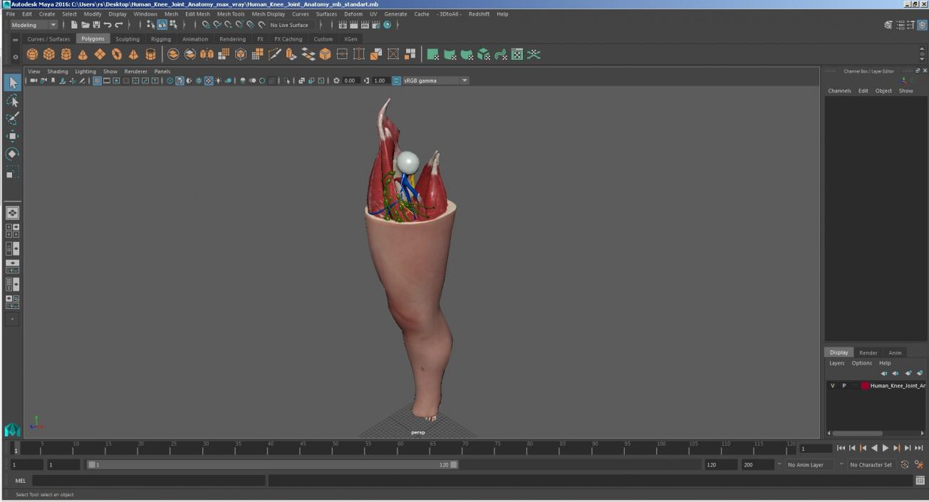 Human Knee Joint Anatomy 3D model