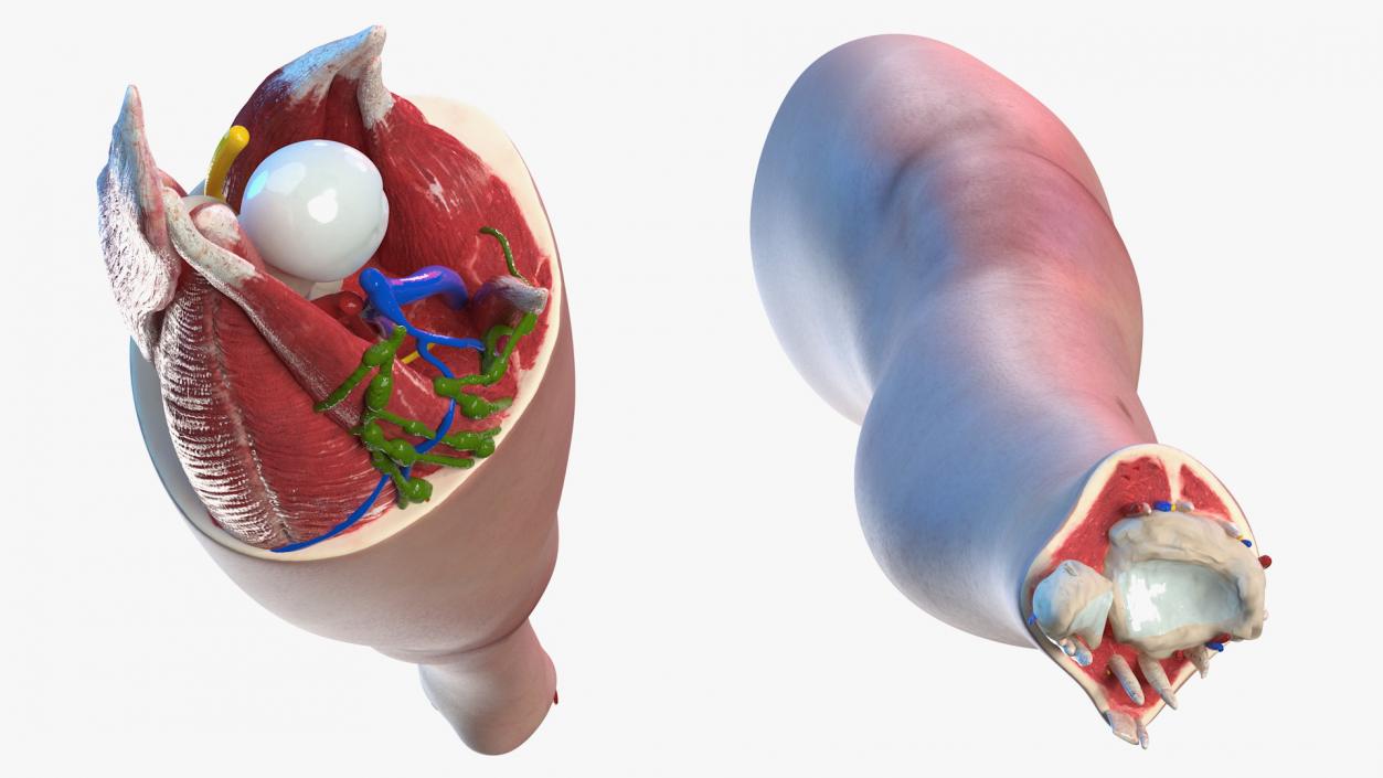 Human Knee Joint Anatomy 3D model