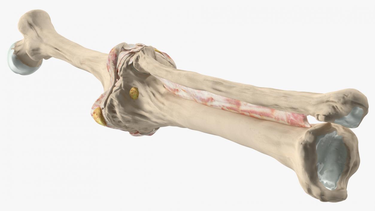 Human Knee Joint Anatomy 3D model