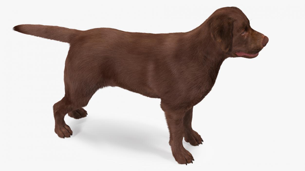 Labrador Dog Brown Rigged Fur 3D model