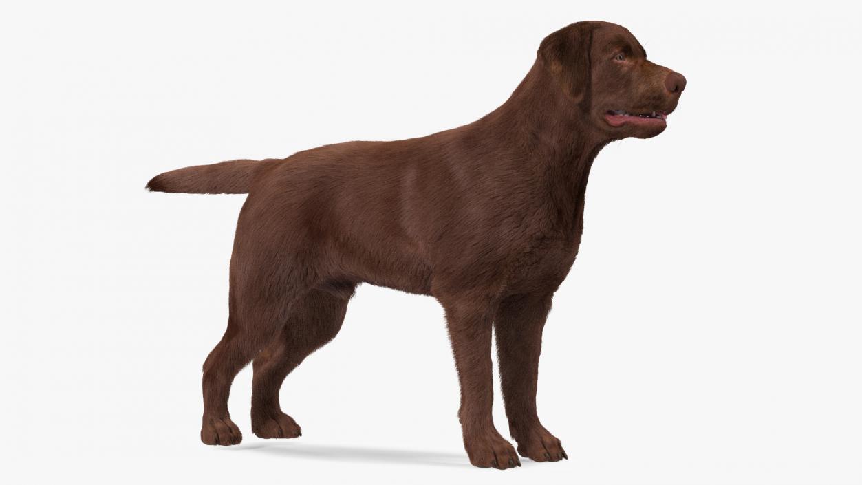 Labrador Dog Brown Rigged Fur 3D model