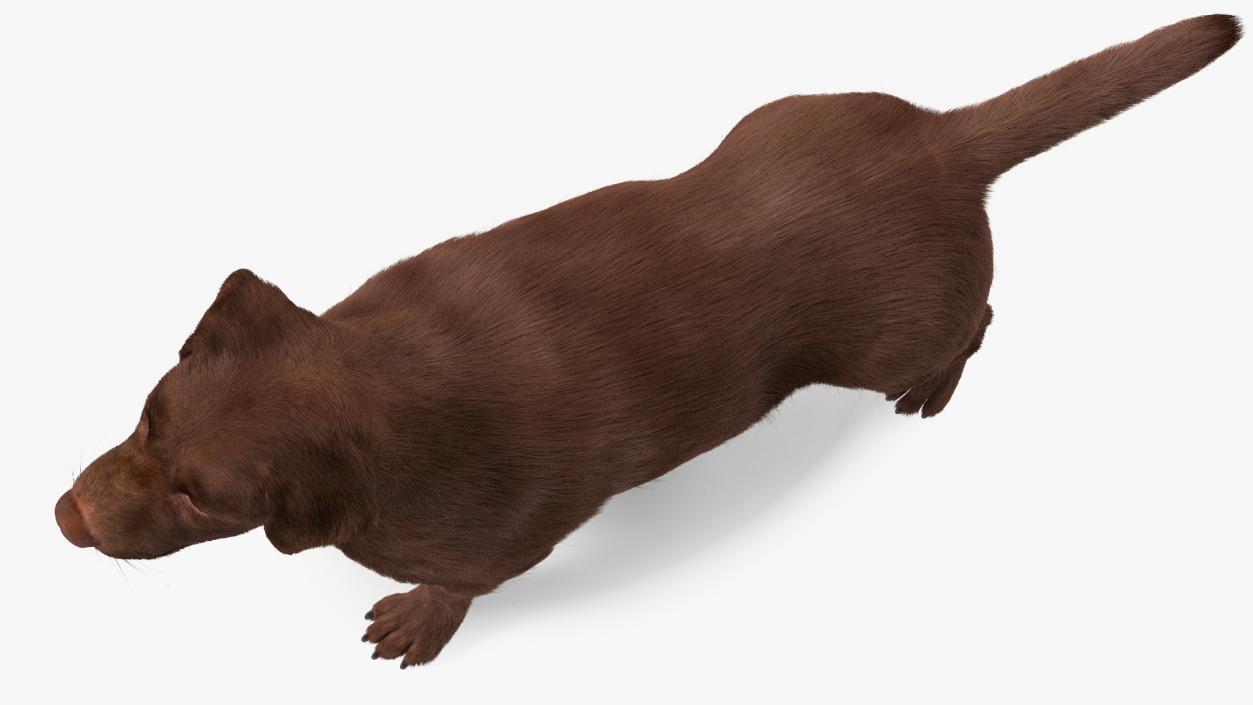 Labrador Dog Brown Rigged Fur 3D model