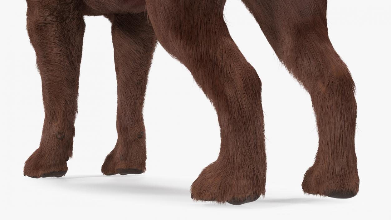 Labrador Dog Brown Rigged Fur 3D model