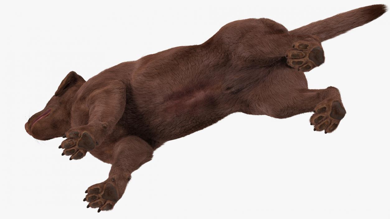 Labrador Dog Brown Rigged Fur 3D model