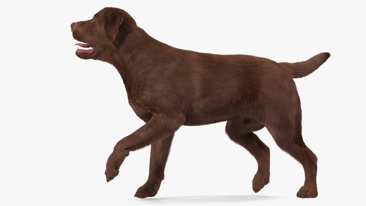 Labrador Dog Brown Rigged Fur 3D model