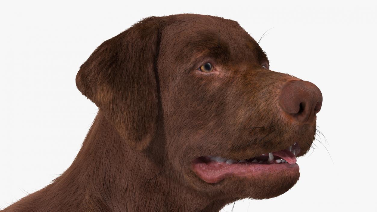 Labrador Dog Brown Rigged Fur 3D model