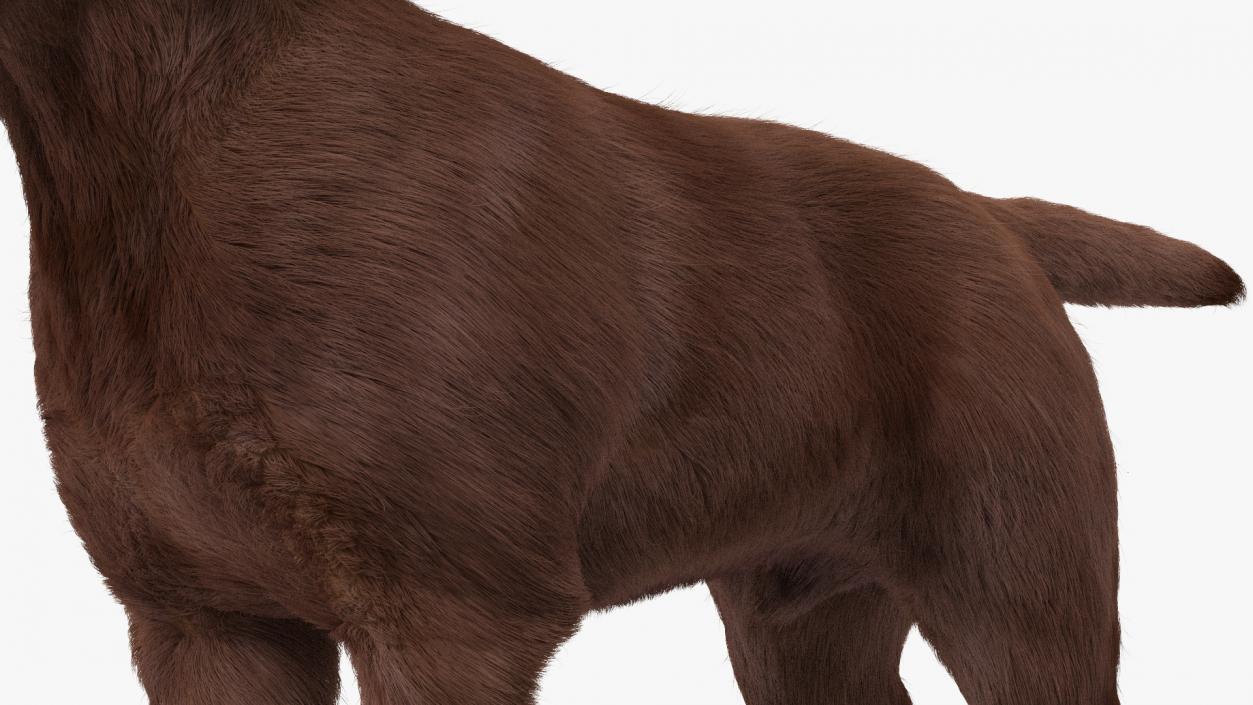 Labrador Dog Brown Rigged Fur 3D model