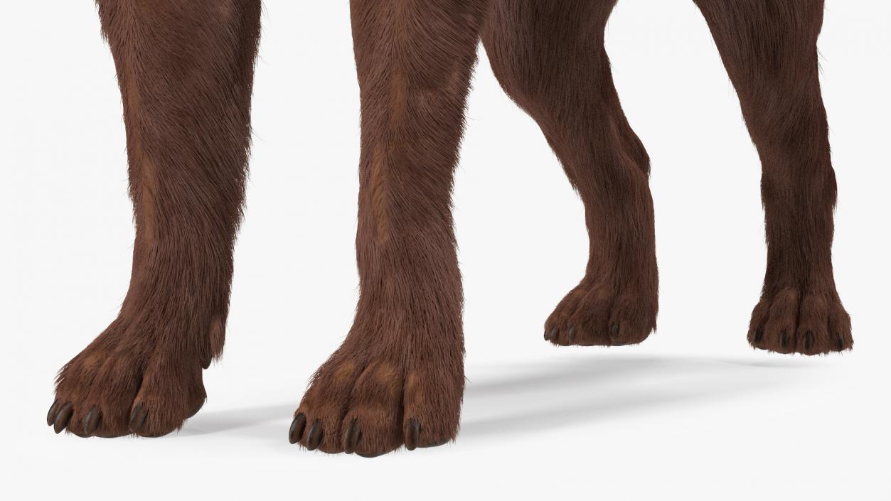 Labrador Dog Brown Rigged Fur 3D model