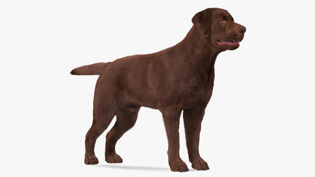 Labrador Dog Brown Rigged Fur 3D model