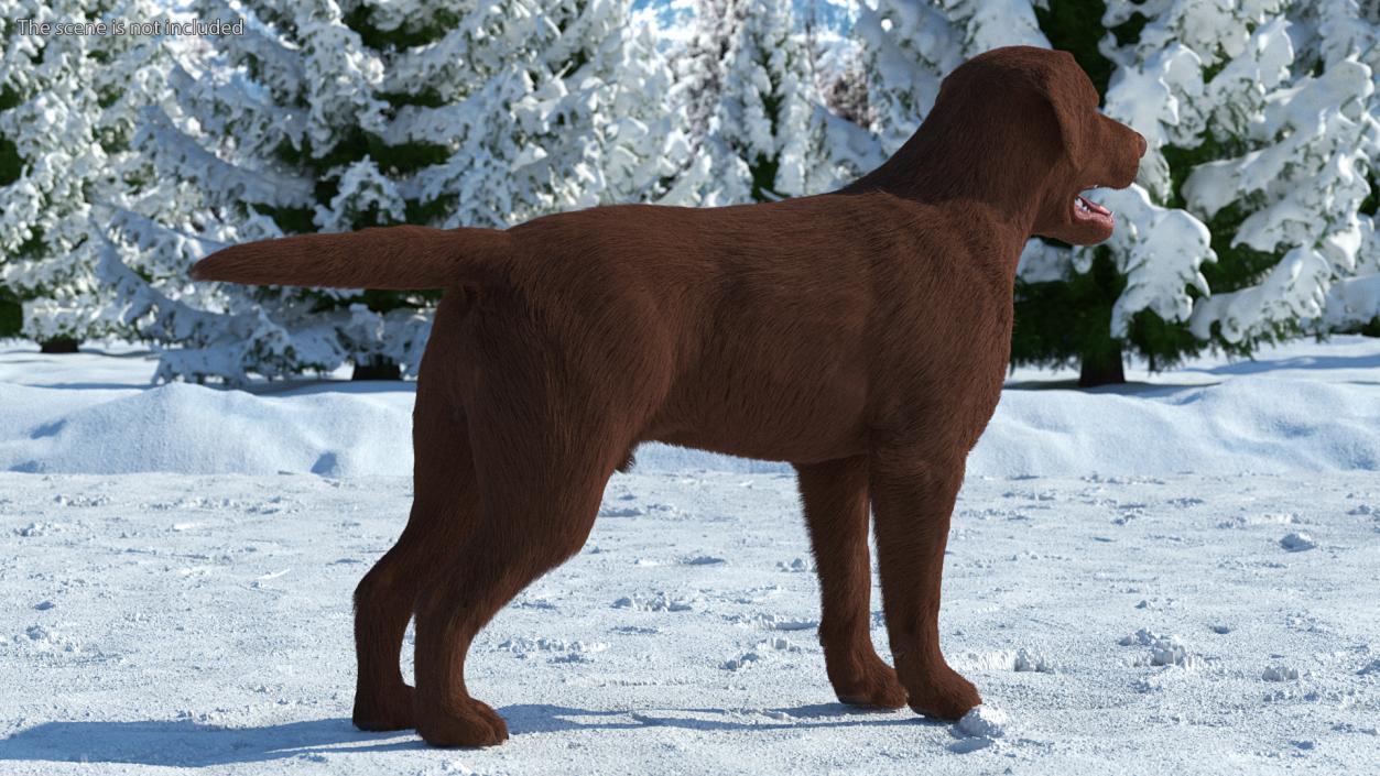 Labrador Dog Brown Rigged Fur 3D model