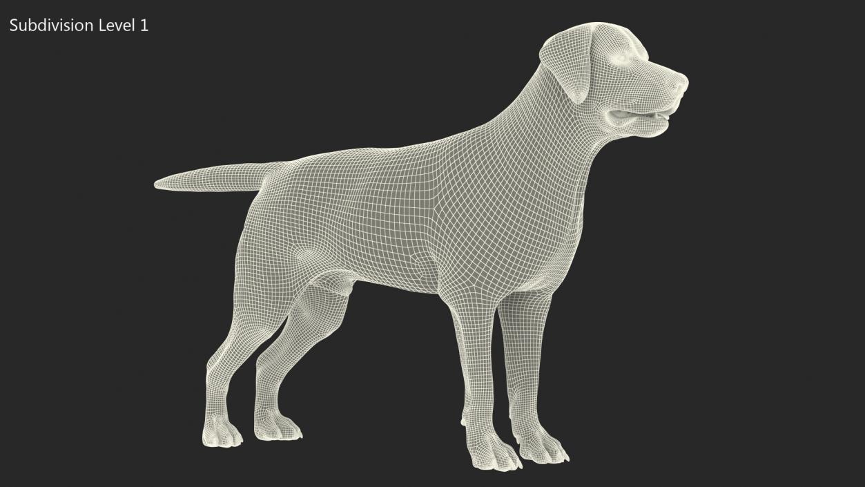 Labrador Dog Brown Rigged Fur 3D model