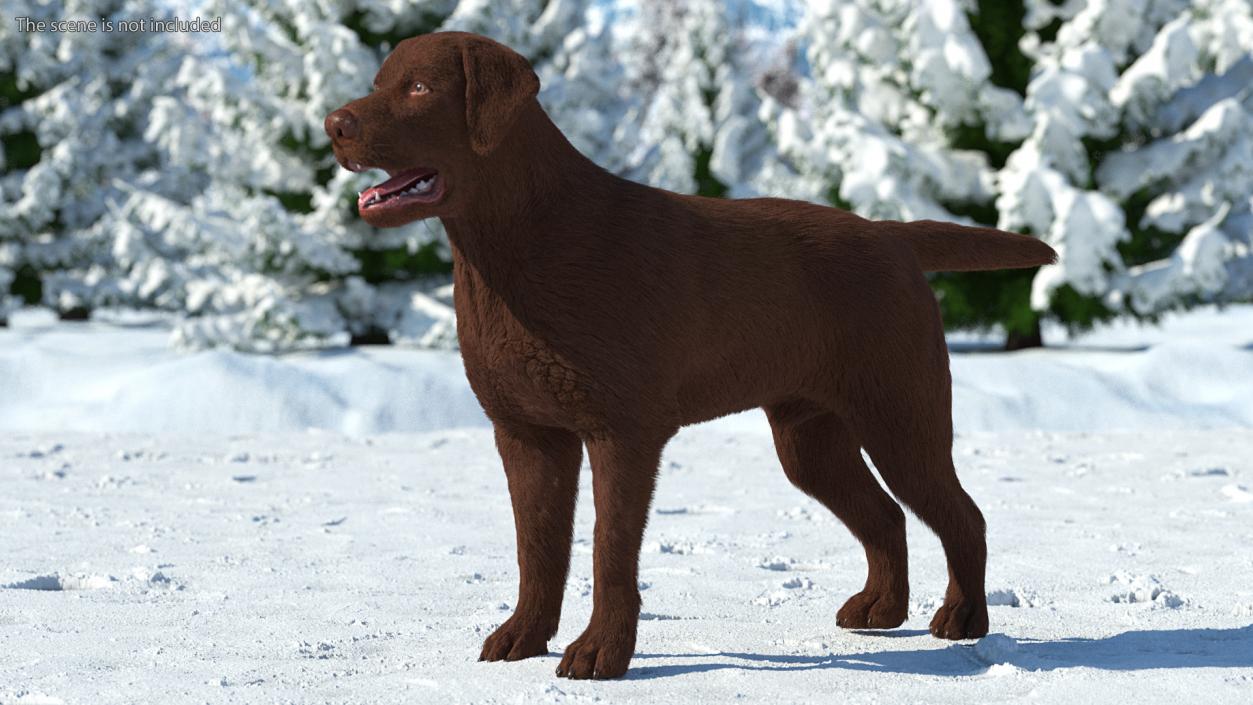 Labrador Dog Brown Rigged Fur 3D model