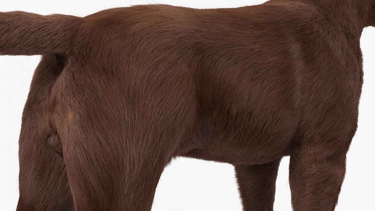 Labrador Dog Brown Rigged Fur 3D model