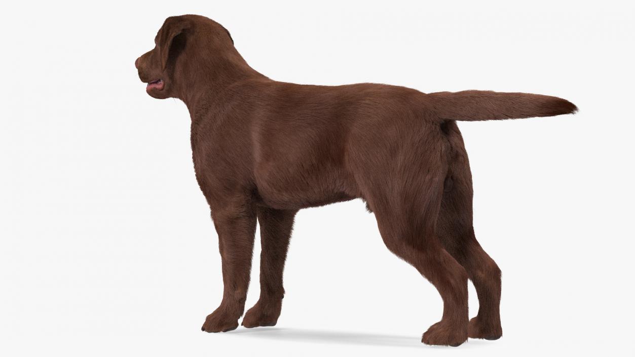 Labrador Dog Brown Rigged Fur 3D model