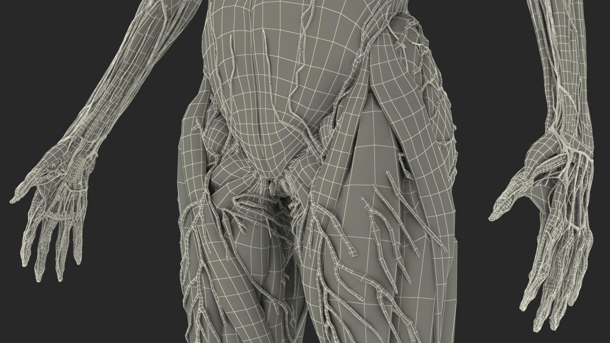 3D model Skinless Full Body Kid Girl Anatomy