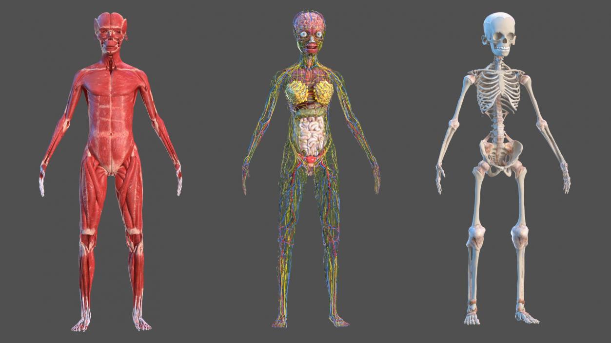 3D model Skinless Full Body Kid Girl Anatomy