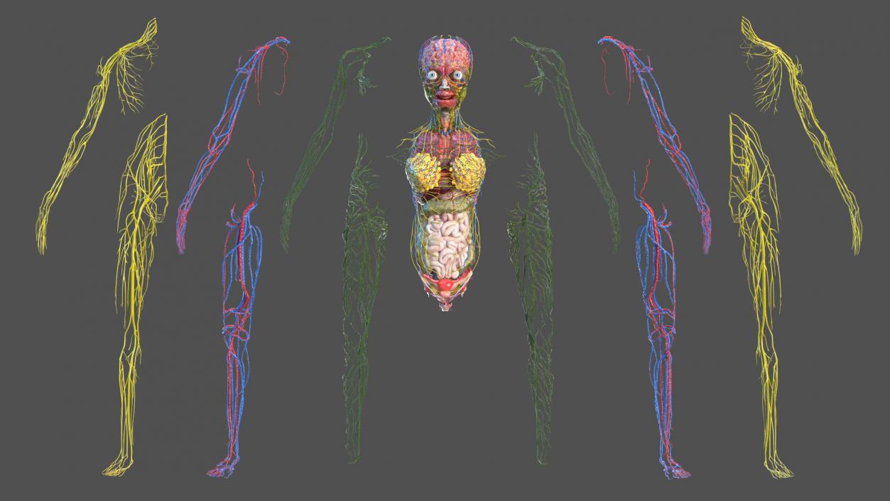 3D model Skinless Full Body Kid Girl Anatomy