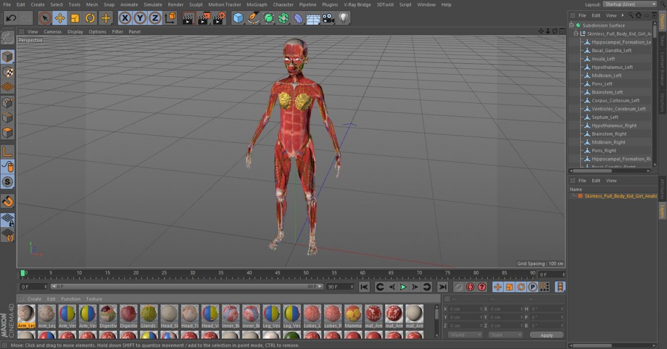 3D model Skinless Full Body Kid Girl Anatomy