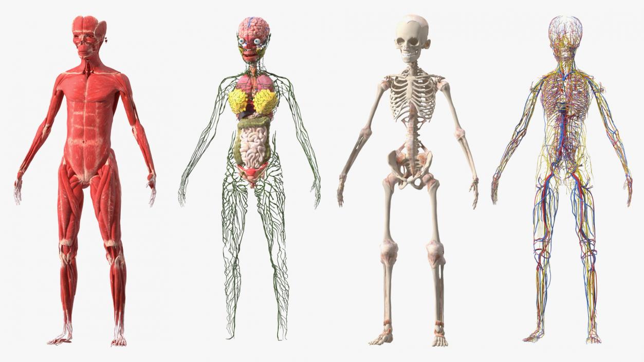 3D model Skinless Full Body Kid Girl Anatomy