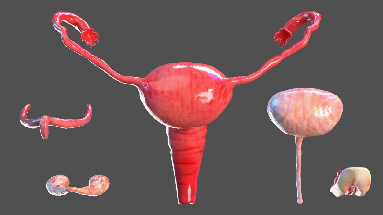 3D model Skinless Full Body Kid Girl Anatomy