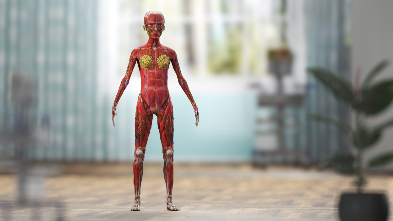 3D model Skinless Full Body Kid Girl Anatomy