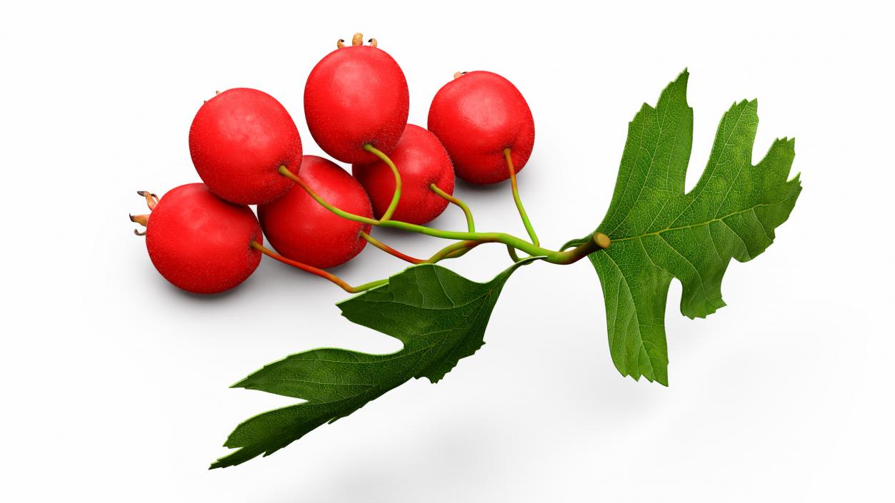 3D model Berry Branches Collection