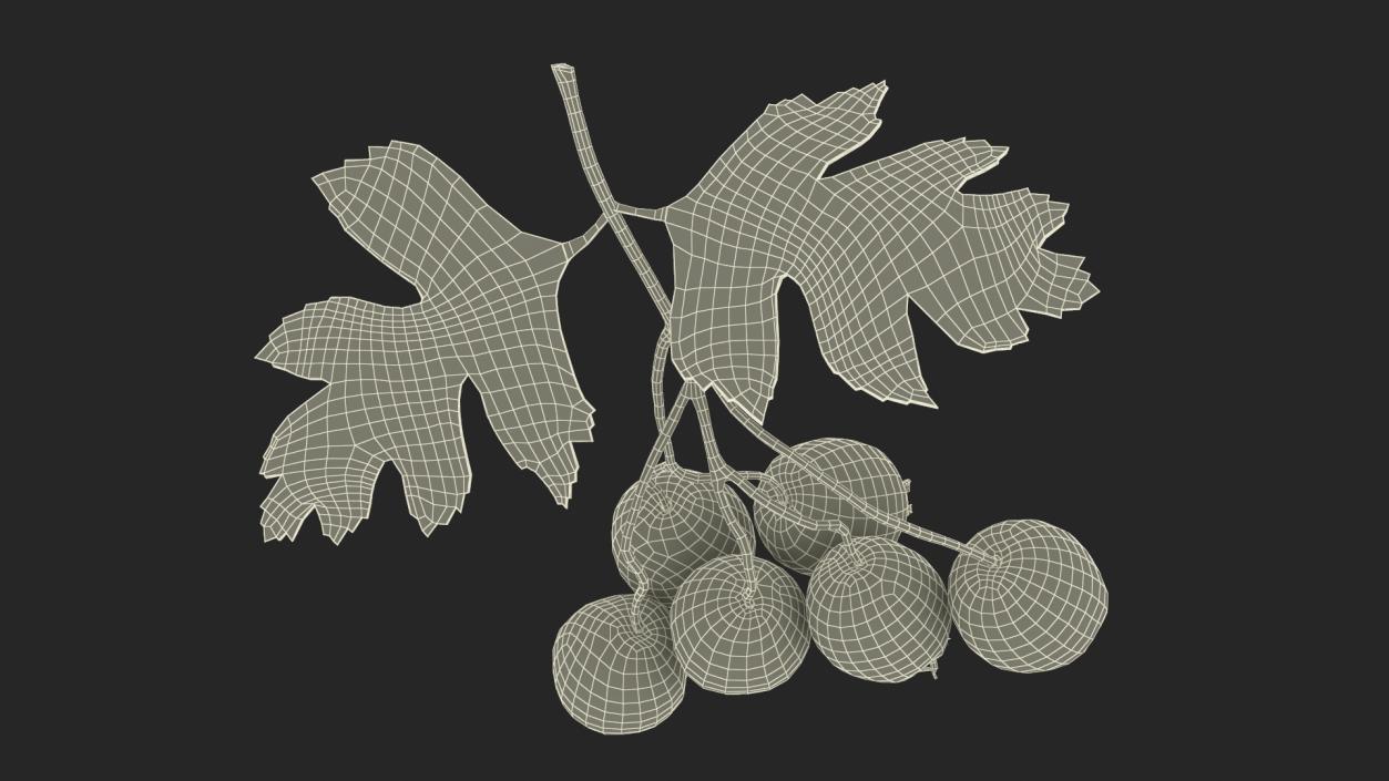 3D model Berry Branches Collection