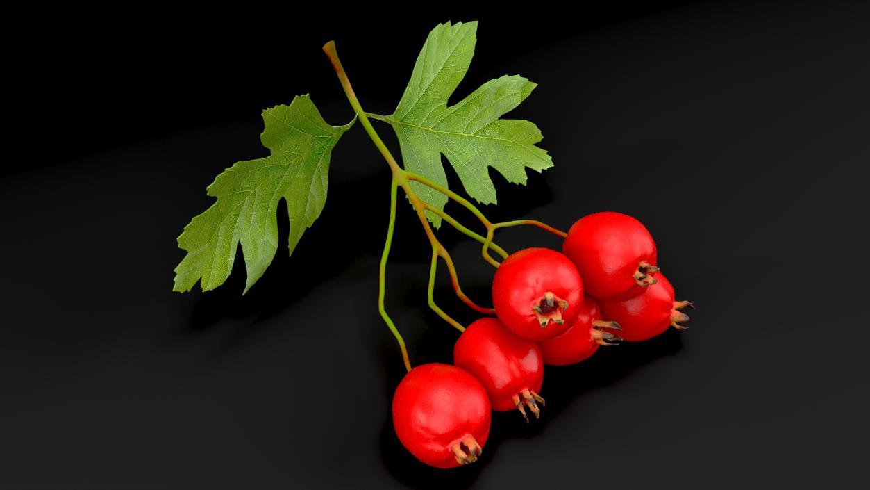 3D model Berry Branches Collection