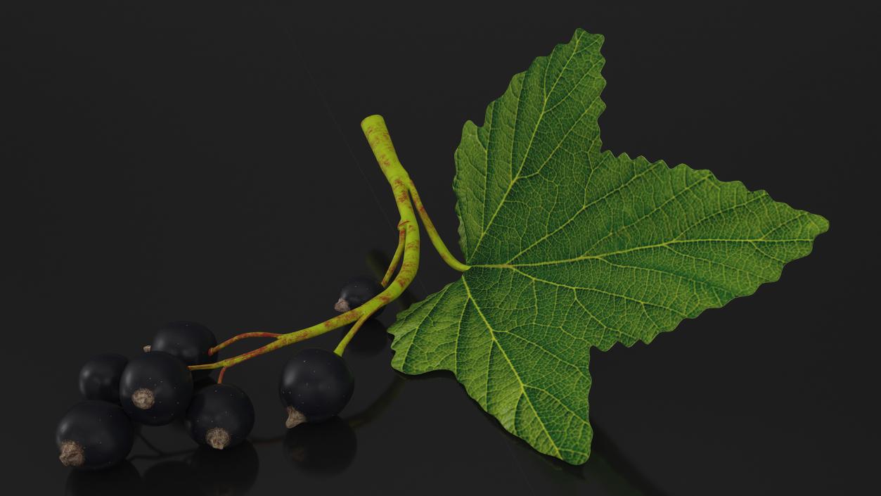 3D model Berry Branches Collection