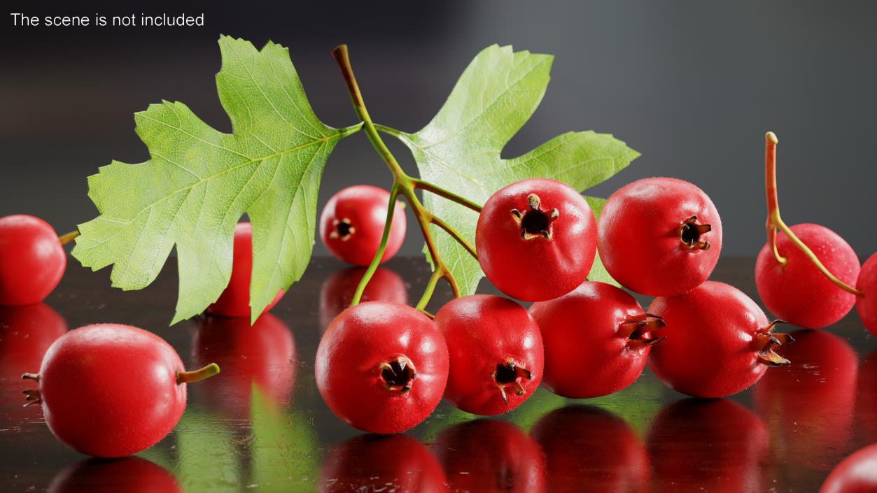 3D model Berry Branches Collection