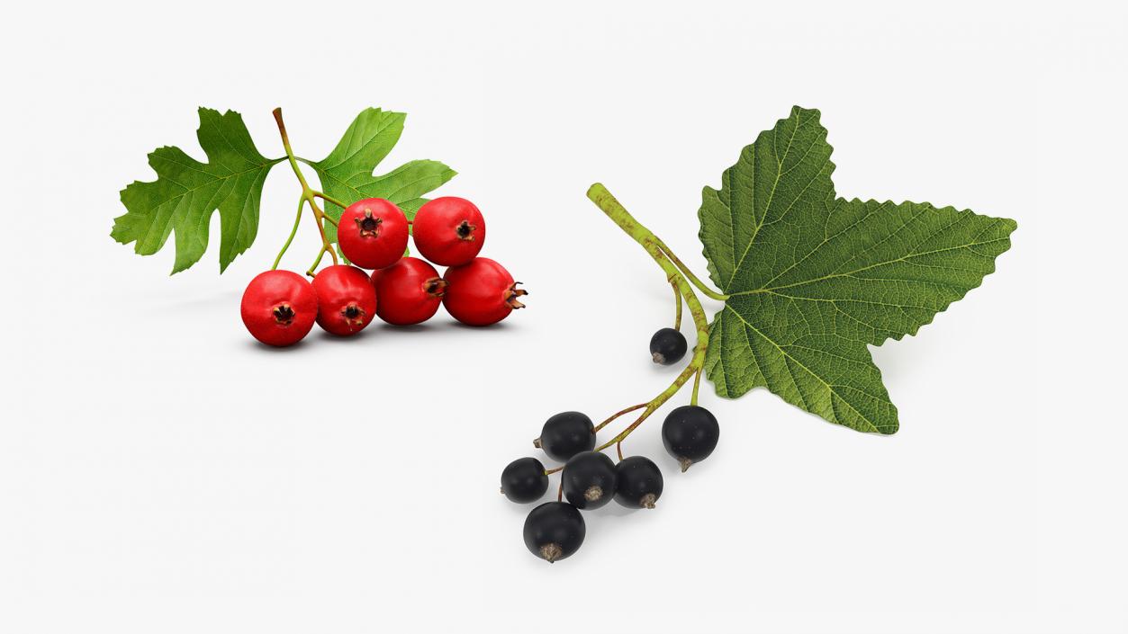 3D model Berry Branches Collection