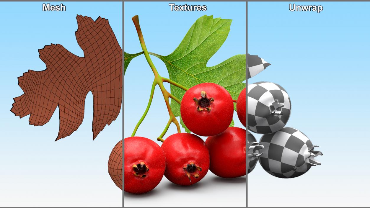 3D model Berry Branches Collection