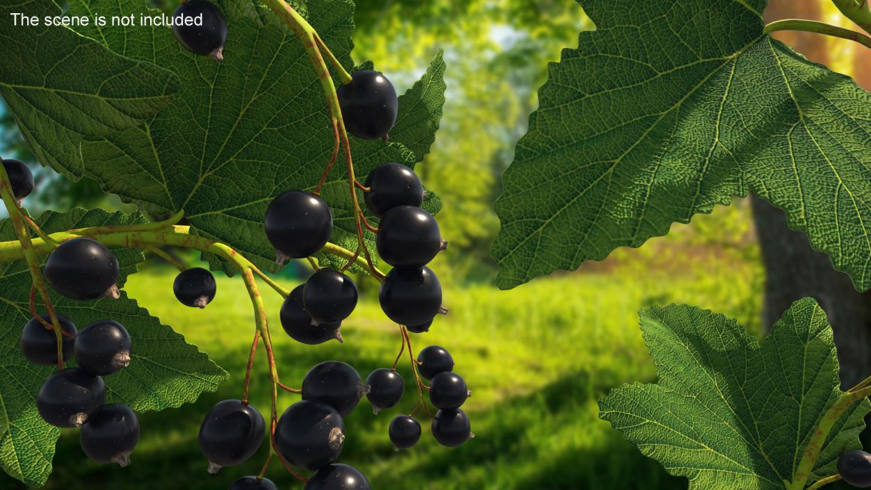 3D model Berry Branches Collection