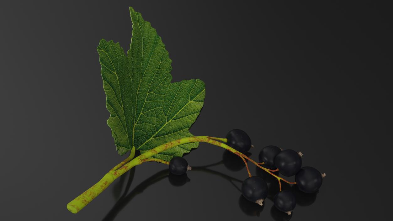 3D model Berry Branches Collection