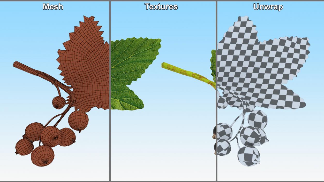 3D model Berry Branches Collection