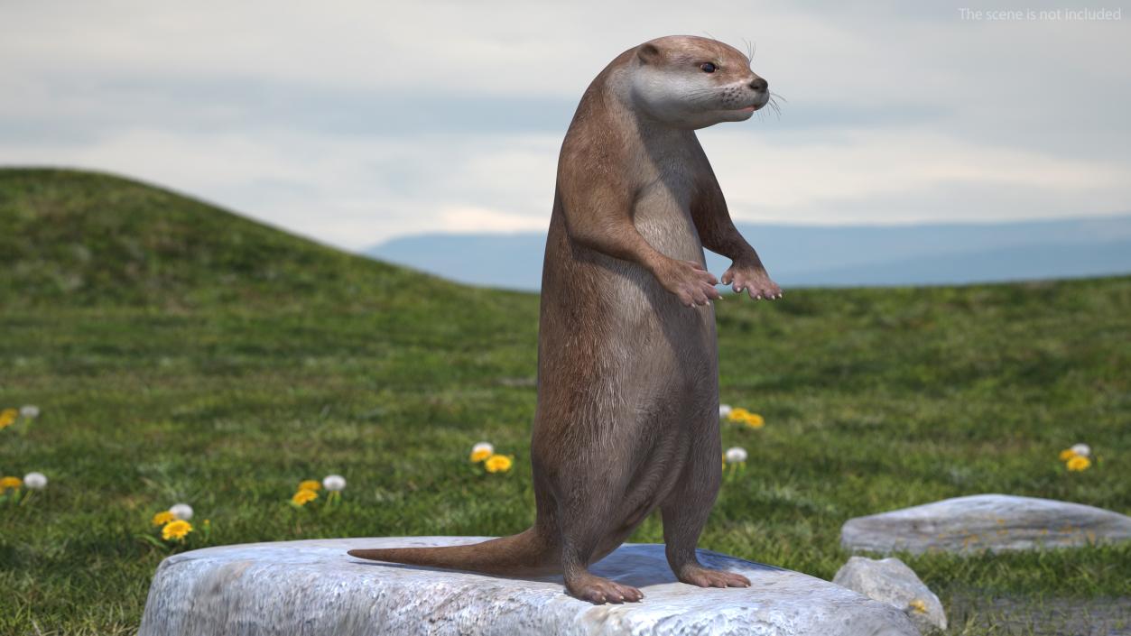 Otter Standing on Hind Legs 3D