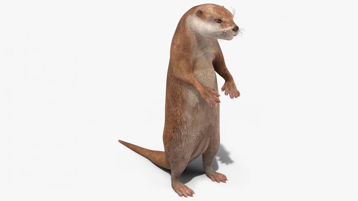 Otter Standing on Hind Legs 3D