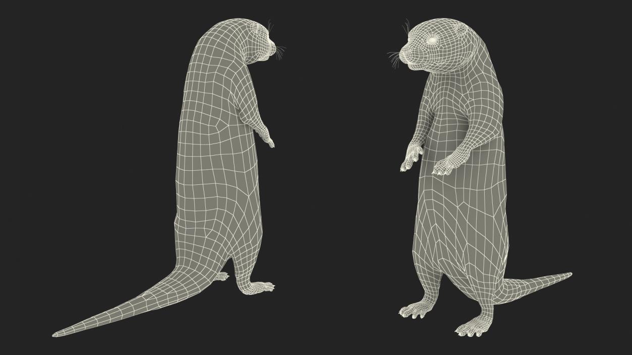 Otter Standing on Hind Legs 3D