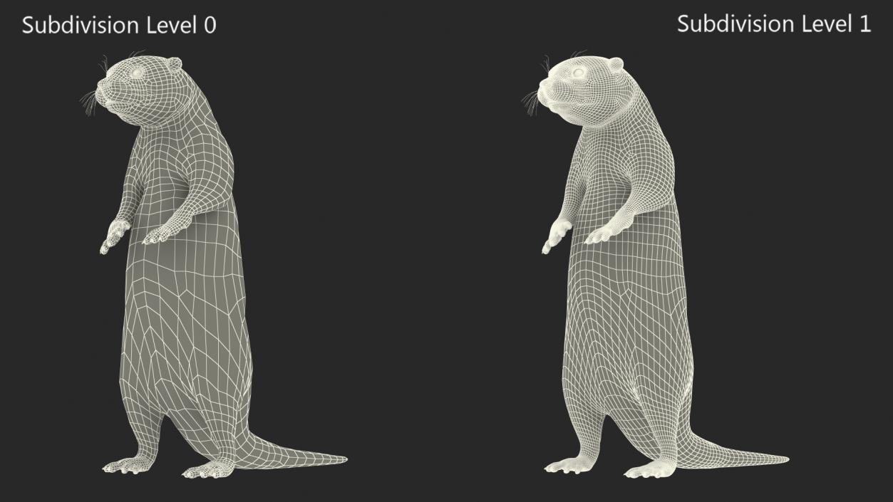 Otter Standing on Hind Legs 3D